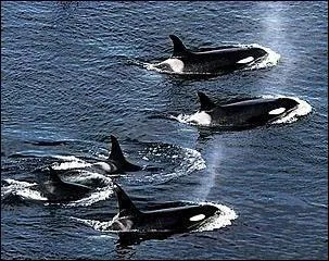 Les orques chassent en groupe de...
