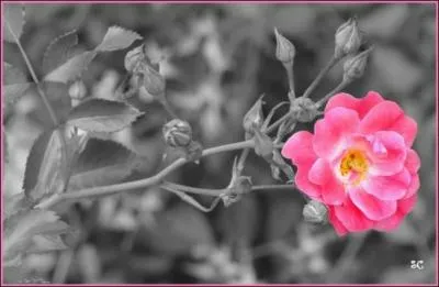 A quel écrivain doit-on Eglantine ?