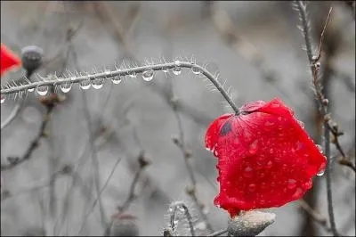 Quel est ce livre de Noëlle Châtelet ?