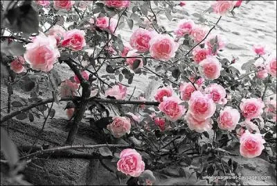 Quel est ce roman de Daniel Keyes ?