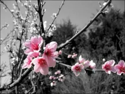 A qui doit-on "Les fleurs du Mal" ?