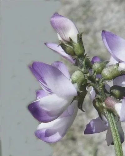 Qui est l'auteur de "L'Astragale" ?
