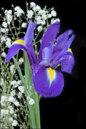 Quel est ce roman de Jean Giono ?