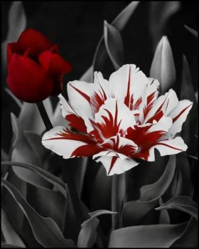 Retrouvez le roman de Jörg Kastner ;