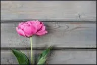 Quel livre a écrit Pearl Buck ?