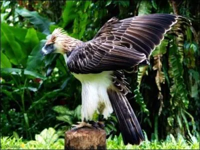Combien reste-il d'aigles des Philippines ?