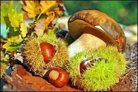 On ne dit plus ''des châtaignes'' mais...