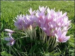 On ne dit plus ''colchique dans les prés'' mais...