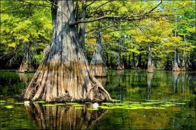 Un bayou louisianais. Quelle est l'origine du mot "bayou" ?