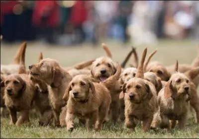 Quels sont ces chiens ?