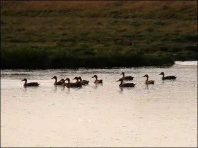 Quels sont ces oiseaux ?