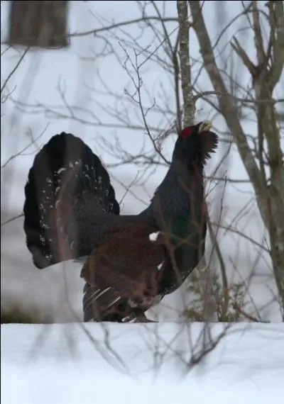 Quel est cet oiseau ?