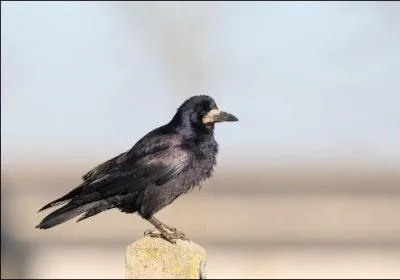 Quel est cet oiseau ?