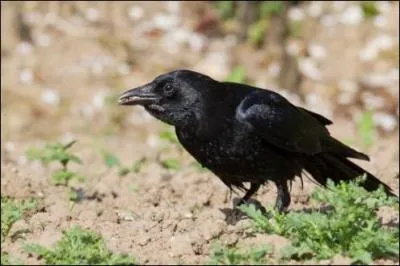 Quel est cet oiseau ?