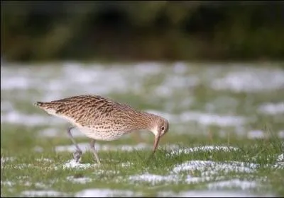 Quel est cet oiseau ?