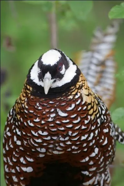 Quel est cet oiseau ?