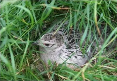 Quel est cet oiseau ?