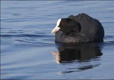 Quel est cet oiseau ?