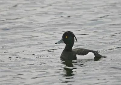 Quel est cet oiseau ?