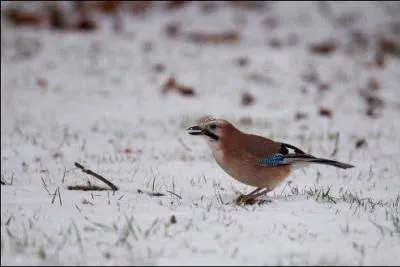 Quel est cet oiseau ?
