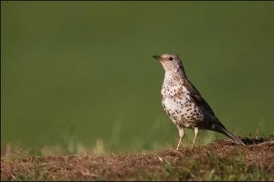 Quel est cet oiseau ?