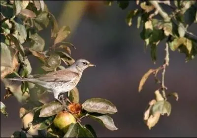 Quel est cet oiseau ?