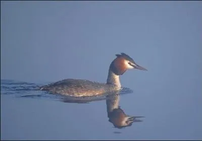 Quel est cet oiseau ?