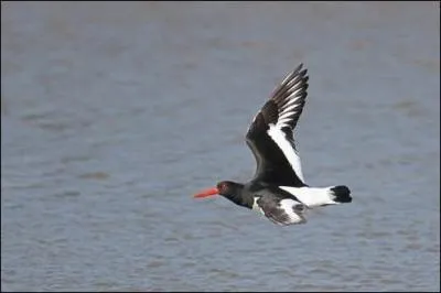 Quel est cet oiseau ?