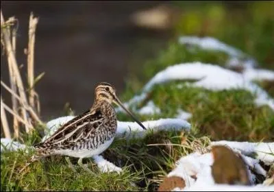 Quel est cet oiseau ?