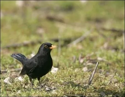 Quel est cet oiseau ?