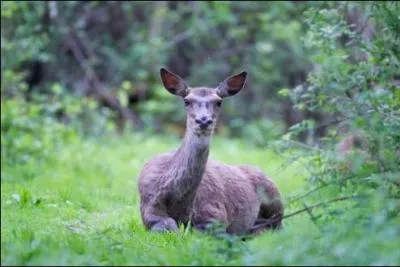 Quel est ce mammif&egrave;re ?