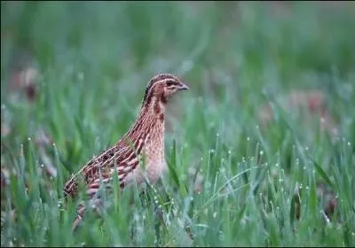 Quel est cet oiseau ?