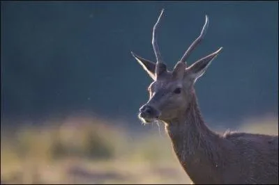 Quel est ce mammif&egrave;re ?