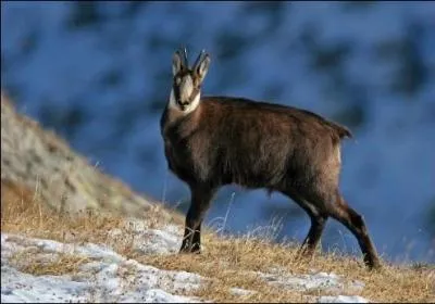 Quel est ce mammif&egrave;re ?