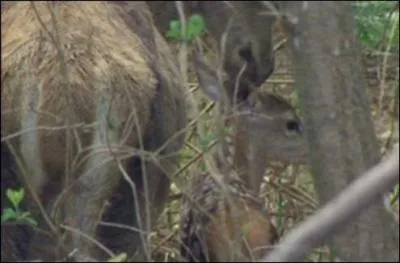 Quel est ce mammif&egrave;re ?