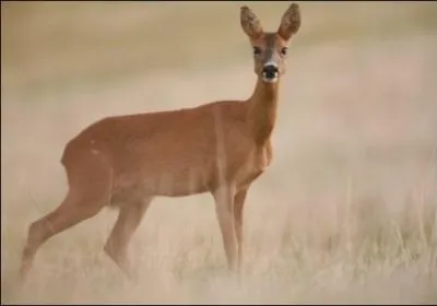 Quel est ce mammif&egrave;re ?