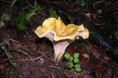 Pomme de terre primeur, spécialité de Noirmoutier :