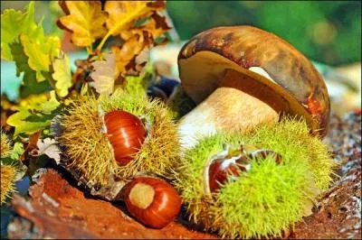 Vent glacé et brutal qui souffle sur la mer Adriatique :