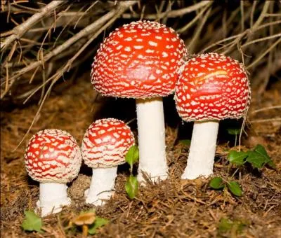 Douleur ou blessure légère dans le langage enfantin :