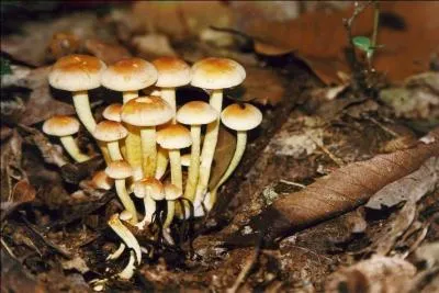 Sous-vêtement féminin :