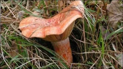 Ancienne voiture hippomobile légère :