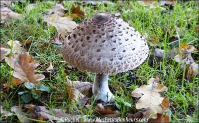 Champignon charnu dont plusieurs espèces (les cèpes) sont comestibles :