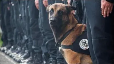 Comment s'appelait la chienne du Raid, tuée pendant l'assaut à Saint-Denis le 18 novembre 2015 ?