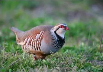 Quel est cet oiseau ?
