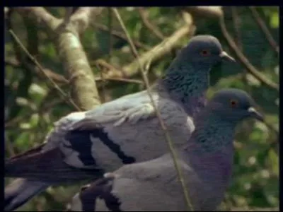 Quel est ce pigeon ?