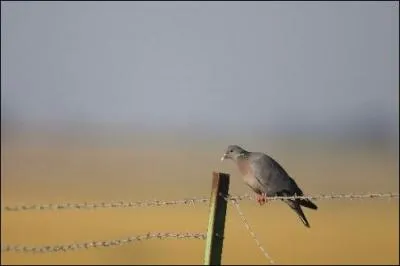 Quel est ce pigeon ?