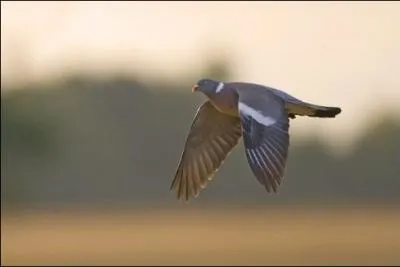 Quel est ce pigeon ? the last !