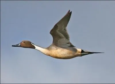 Quel est cet oiseau ?