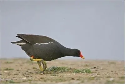 Quel est cet oiseau ?
