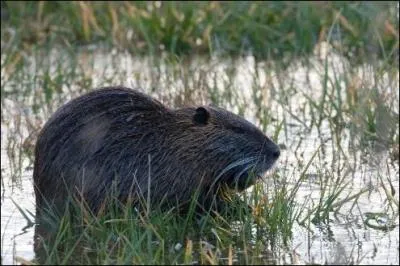 Quel est ce mammifère ?